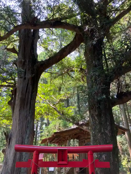 涼ケ岡八幡神社の自然
