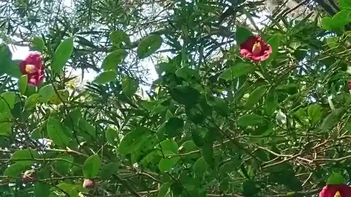 伊射波神社の自然