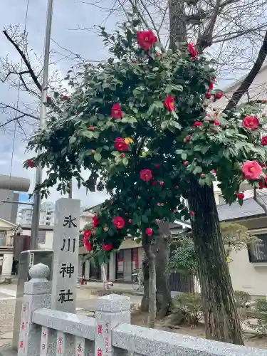 舟渡氷川神社の{uncategorized: "未分類", other: "その他", undefined: "問題あり", building: "その他建物", grave: "お墓", sacred_gate: "鳥居", guardian: "狛犬", statue: "像", buddha: "仏像", history: "歴史", nature: "自然", garden: "庭園", animal: "動物", pagoda: "塔", temizu: "手水舎", mountain_gate: "山門・神門", sanctuary: "本殿・本堂", subordinate: "末社・摂社", art: "芸術", scenery: "景色", jizo: "地蔵", ema: "絵馬", goshuin: "御朱印", omikuji: "おみくじ", items: "授与品その他", amulet: "お守り", goshuincho: "御朱印帳", eats: "食事", festival: "お祭り", votive_dance: "神楽", shichigosan: "七五三参", wedding: "結婚式", experience: "体験その他", initially: "初詣", around: "周辺", anti_infection: "感染症対策"}