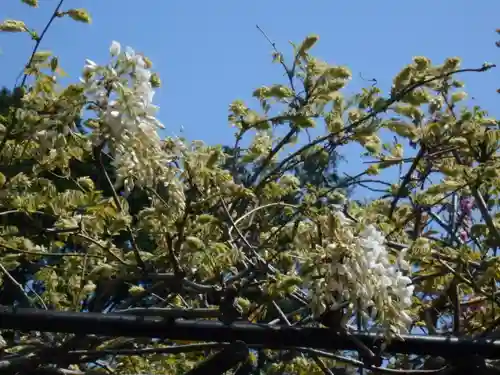 極楽寺（霊鷲山感應院極楽律寺）の自然