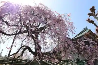 善龍寺(東京都)