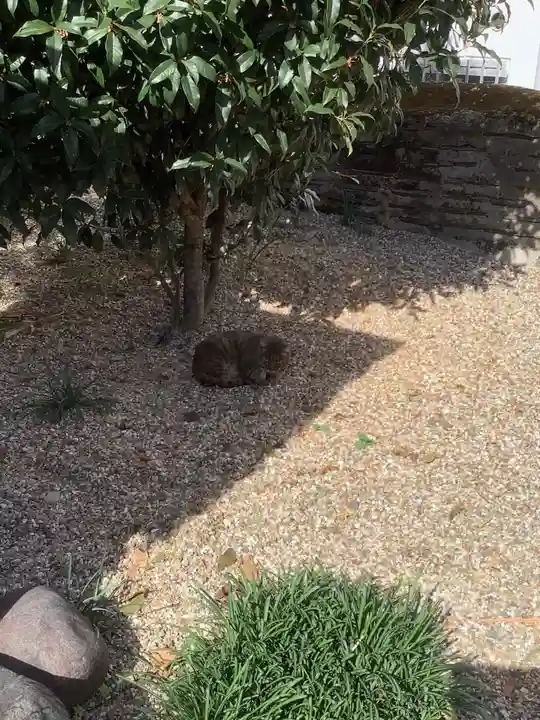 三輪神社の動物