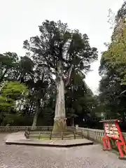 霧島神宮(鹿児島県)