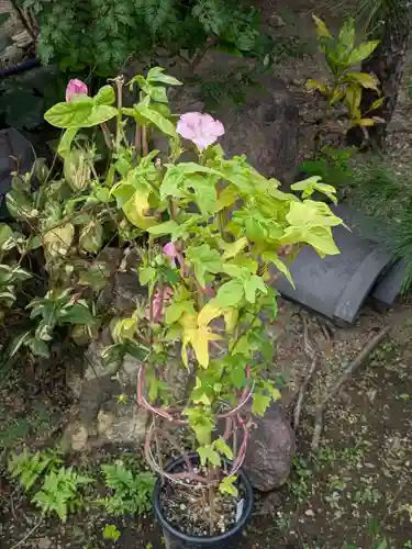 谷中 妙福寺(東京都)