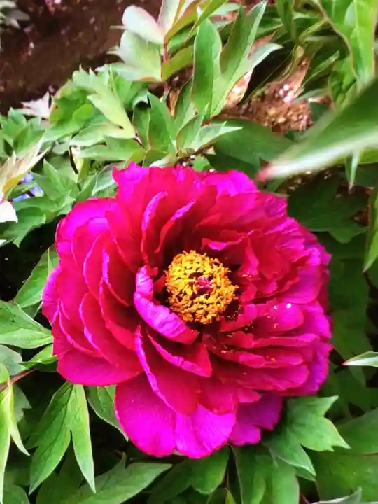 圓照寺(東京都)