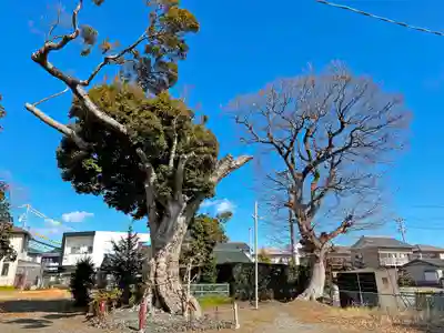 田中神社の自然