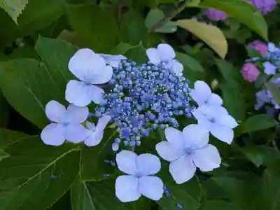 本土寺(千葉県)