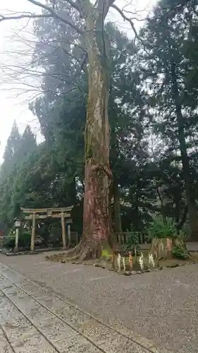 白山比咩神社の自然