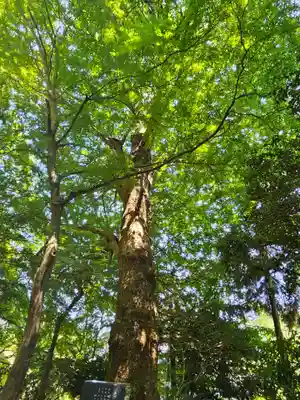 水澤寺(水澤観世音)の自然
