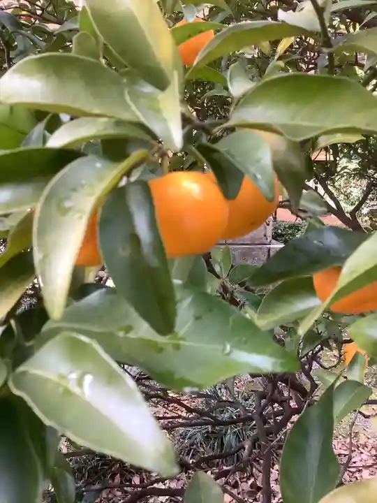 若宮八幡社の自然