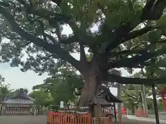 百舌鳥八幡宮(大阪府)