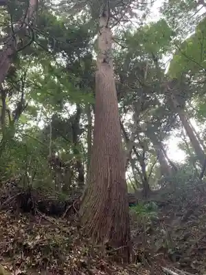 熊野神社の自然