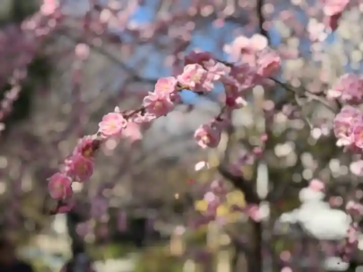 舎那院の{uncategorized: "未分類", other: "その他", undefined: "問題あり", building: "その他建物", grave: "お墓", sacred_gate: "鳥居", guardian: "狛犬", statue: "像", buddha: "仏像", history: "歴史", nature: "自然", garden: "庭園", animal: "動物", pagoda: "塔", temizu: "手水舎", mountain_gate: "山門・神門", sanctuary: "本殿・本堂", subordinate: "末社・摂社", art: "芸術", scenery: "景色", jizo: "地蔵", ema: "絵馬", goshuin: "御朱印", omikuji: "おみくじ", items: "授与品その他", amulet: "お守り", goshuincho: "御朱印帳", eats: "食事", festival: "お祭り", votive_dance: "神楽", shichigosan: "七五三参", wedding: "結婚式", experience: "体験その他", initially: "初詣", around: "周辺", anti_infection: "感染症対策"}
