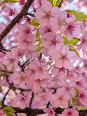 新井薬師（梅照院）(東京都)