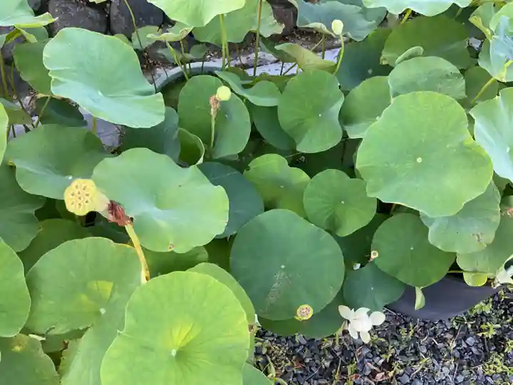 一心寺・一心禅寺の庭園