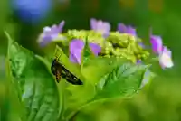 尻岸内八幡神社の景色