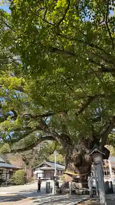 大麻比古神社(徳島県)