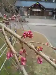 足羽神社の自然