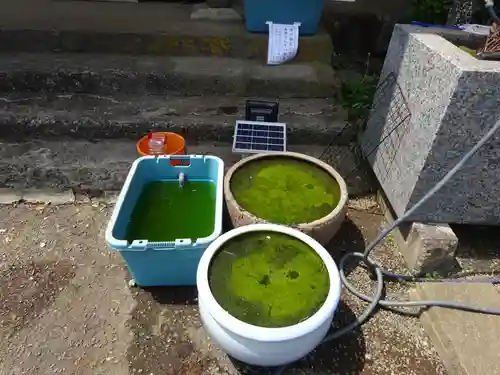 伊勢原 法泉寺の動物