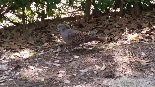 北野天満宮の動物