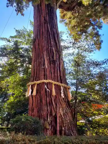 香取神宮の{uncategorized: "未分類", other: "その他", undefined: "問題あり", building: "その他建物", grave: "お墓", sacred_gate: "鳥居", guardian: "狛犬", statue: "像", buddha: "仏像", history: "歴史", nature: "自然", garden: "庭園", animal: "動物", pagoda: "塔", temizu: "手水舎", mountain_gate: "山門・神門", sanctuary: "本殿・本堂", subordinate: "末社・摂社", art: "芸術", scenery: "景色", jizo: "地蔵", ema: "絵馬", goshuin: "御朱印", omikuji: "おみくじ", items: "授与品その他", amulet: "お守り", goshuincho: "御朱印帳", eats: "食事", festival: "お祭り", votive_dance: "神楽", shichigosan: "七五三参", wedding: "結婚式", experience: "体験その他", initially: "初詣", around: "周辺", anti_infection: "感染症対策"}