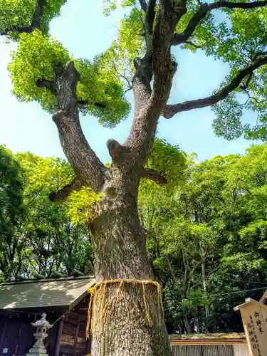 神明社（桜神明社）の自然