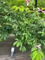 桜神宮(東京都)