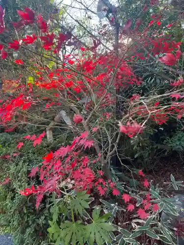 阿佐ヶ谷神明宮の自然