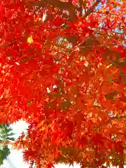 柏諏訪神社の自然