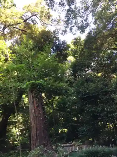 武蔵一宮氷川神社の自然