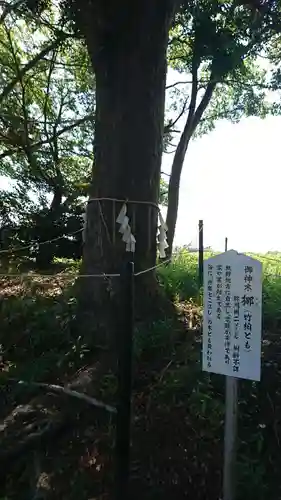 白子神社の自然