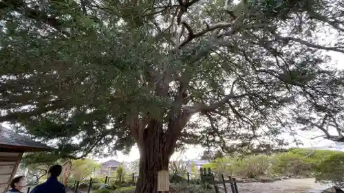 安養院　(田代寺）(神奈川県)