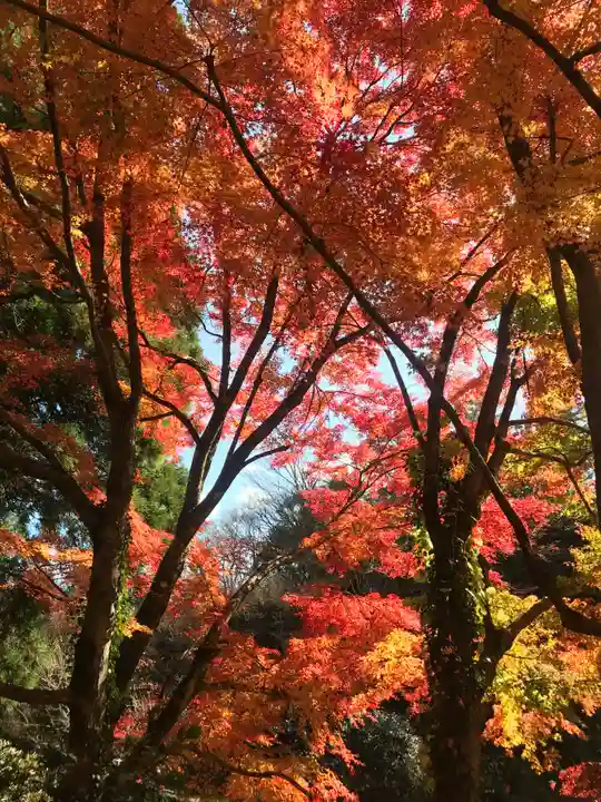八女津媛神社の自然