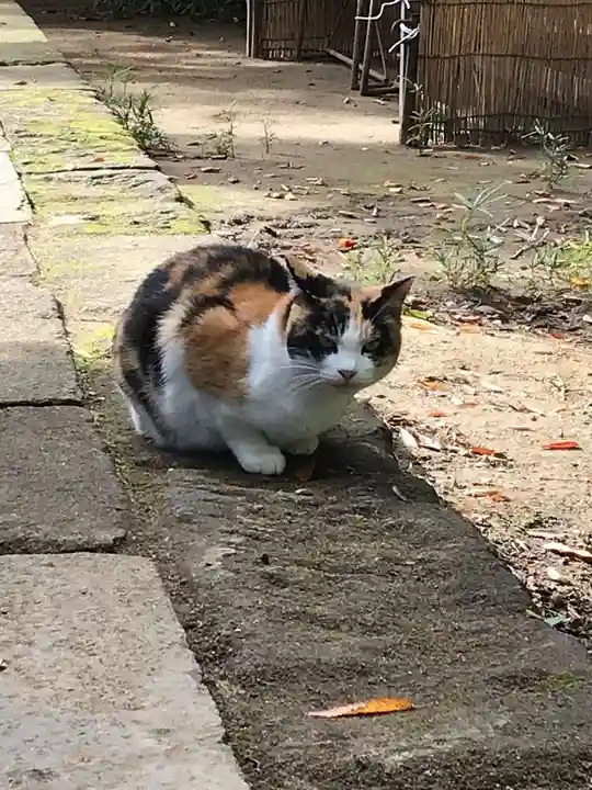 麻賀多神社の動物