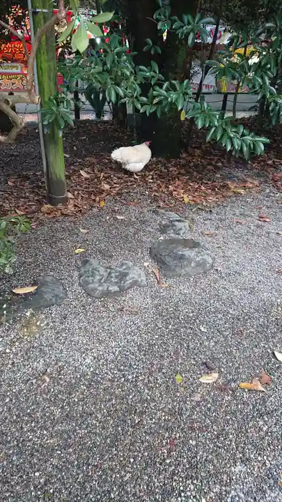 熱田神宮の動物