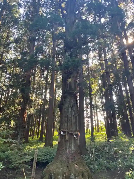 七崎神社の自然