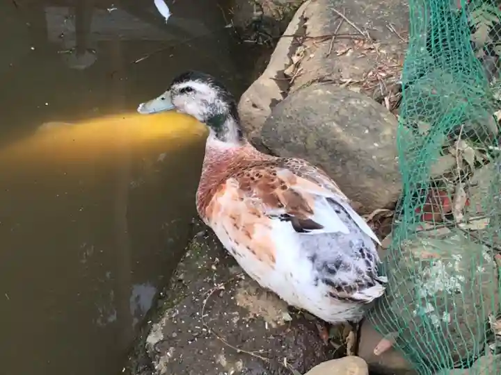 比々多神社の動物