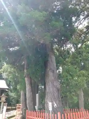 赤池神社(宮崎県)