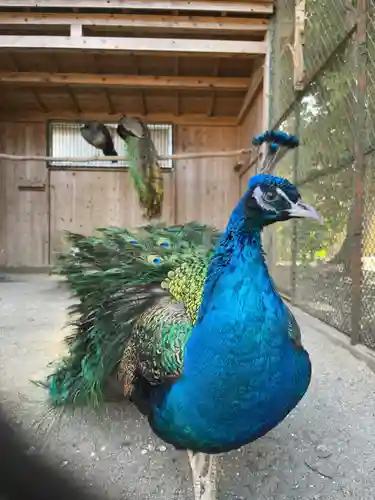 岩槻久伊豆神社の動物