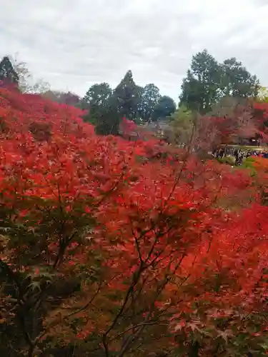 東福禅寺（東福寺）の自然