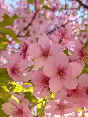 新井薬師（梅照院）(東京都)