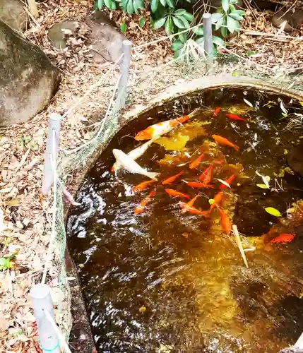 篠崎浅間神社の動物