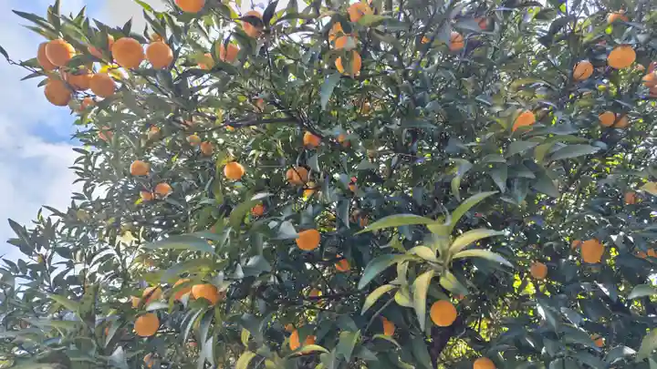 平野神社(京都府)