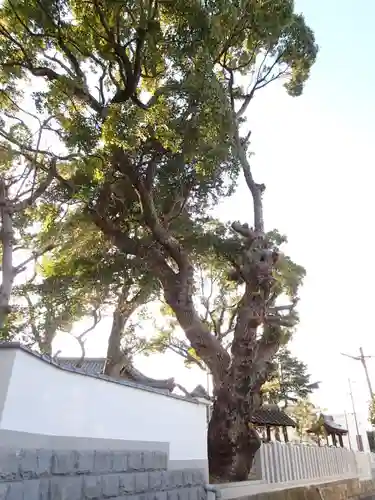 旧府神社の自然