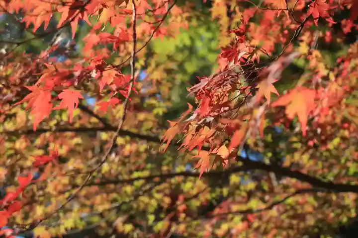 賀茂別雷神社(上賀茂神社)(京都府)