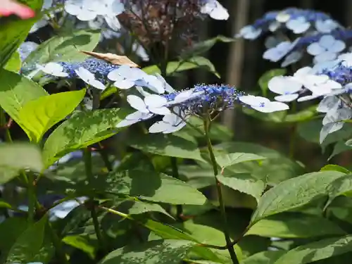 長壽寺（長寿寺）(神奈川県)
