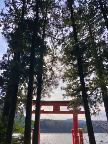 箱根神社の鳥居