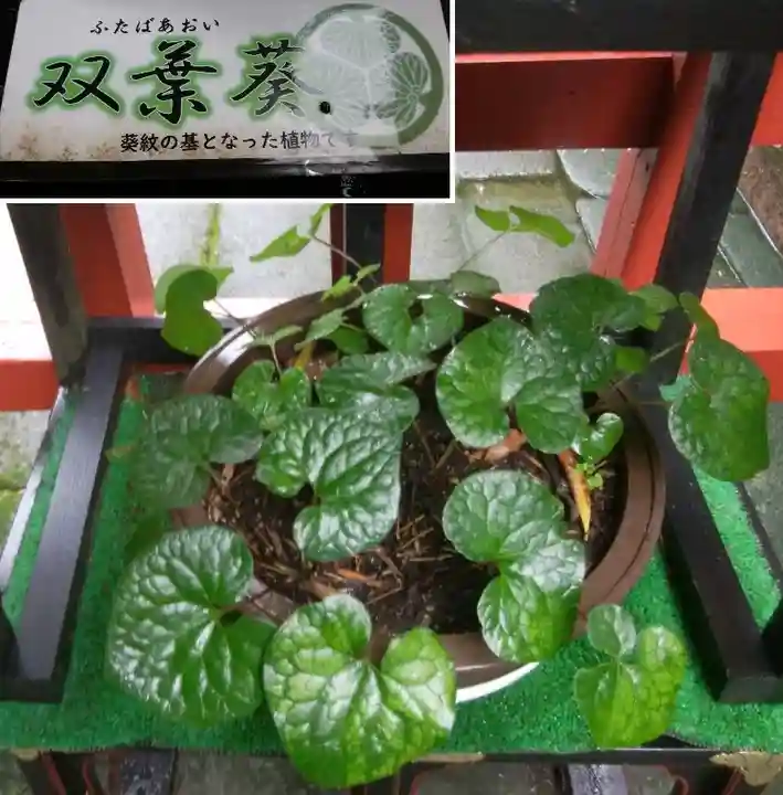 久能山東照宮の自然