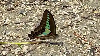 江之姫神社の動物