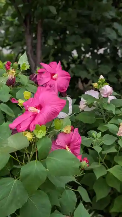 新琴似神社(北海道)